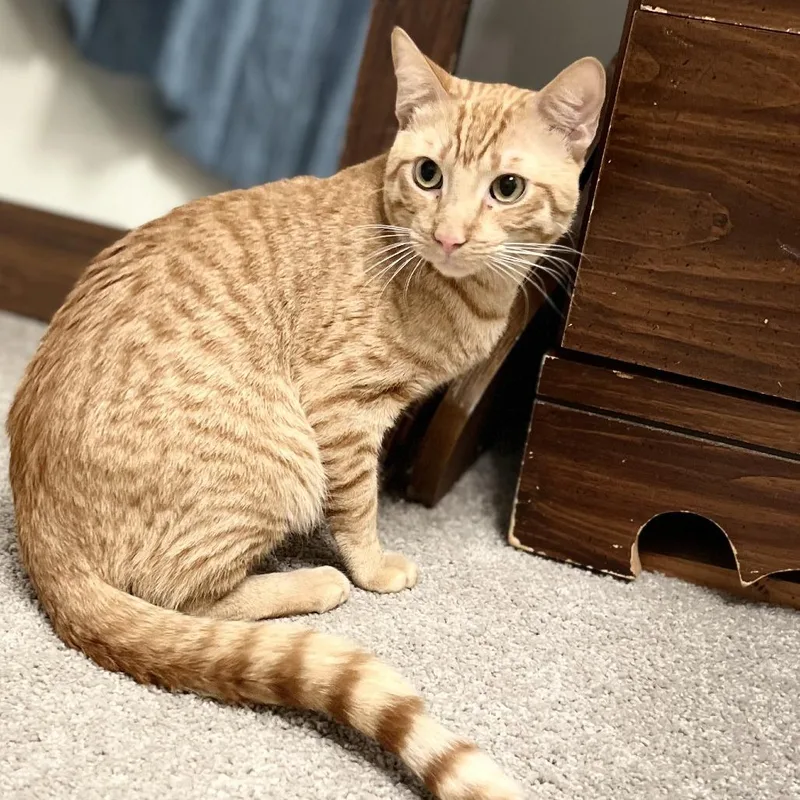 An adult medium-sized male Orange / Red Domestic Short Hair cat named Simba for adoption in Hemet, CA