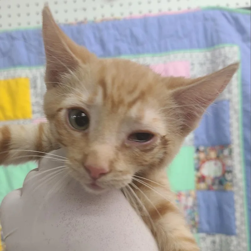 Simba thumbnail 2