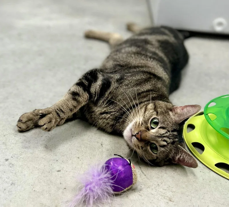 Miloventi thumbnail 2