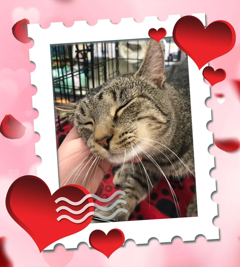 Miloventi thumbnail 3