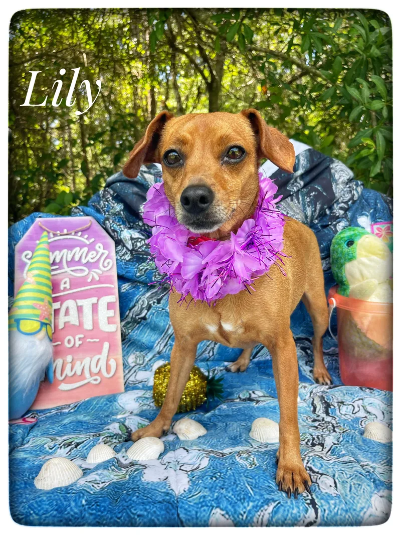 Lily thumbnail 5