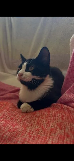 A baby small-sized female Black Domestic Short Hair cat named Cora for adoption in Newport, KY