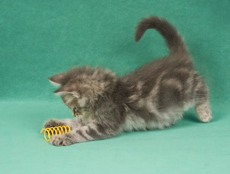 A young medium-sized male Gray & White Domestic Medium Hair cat named Dream for adoption in Davis, CA