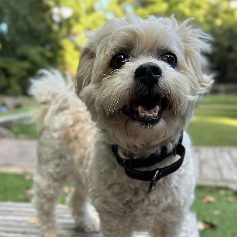 An adult small-sized male Bichon Frise dog named Teddy Bear for adoption in High Point, NC