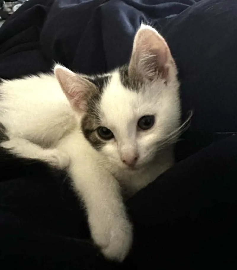 A young medium-sized male White Domestic Short Hair cat named Patrick for adoption in North Babylon, NY