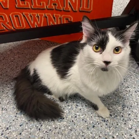 A young medium-sized female Black Domestic Long Hair cat named Jules for adoption in Dayton, OH