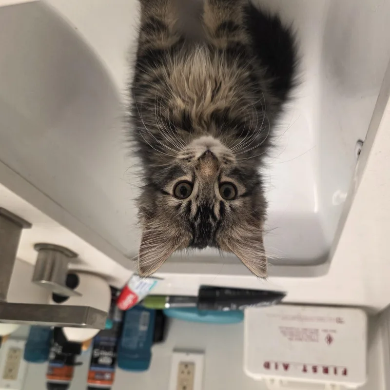 A baby medium-sized female Tabby (Brown / Chocolate) Domestic Long Hair cat named Russet for adoption in Moriches, NY