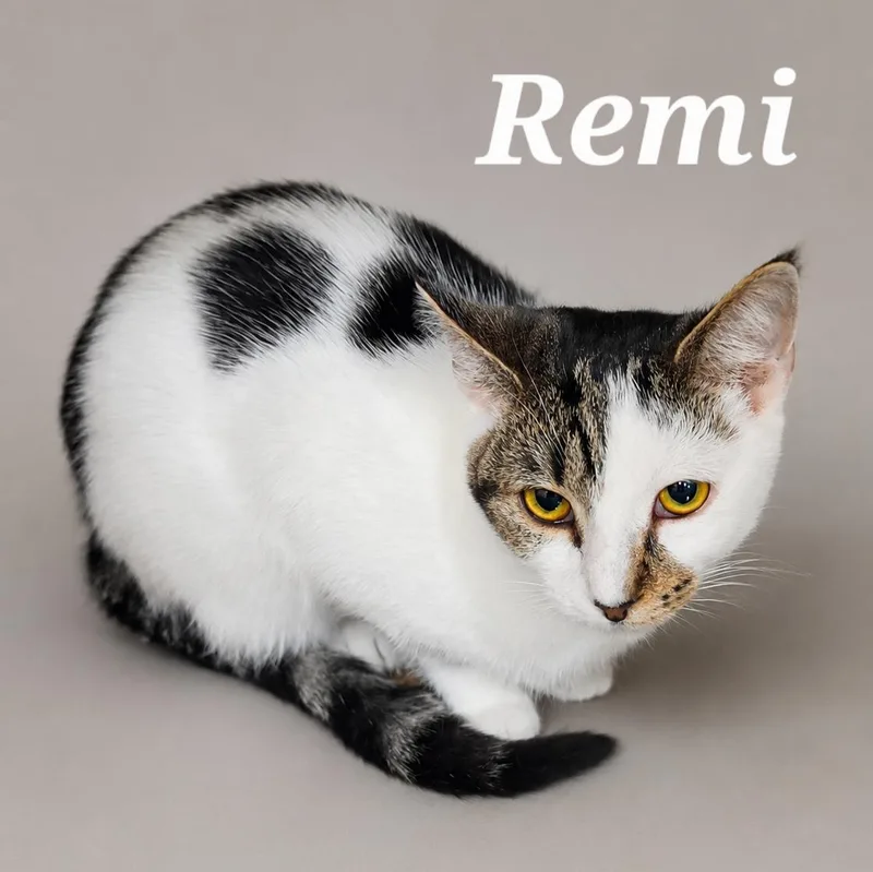 Rumi thumbnail 2