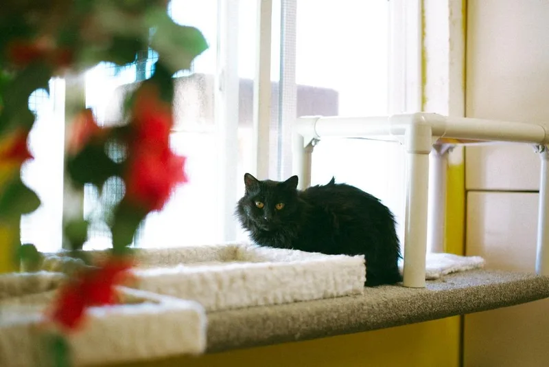 A senior large-sized female Domestic Short Hair cat named Lucky for adoption in Thayne, WY