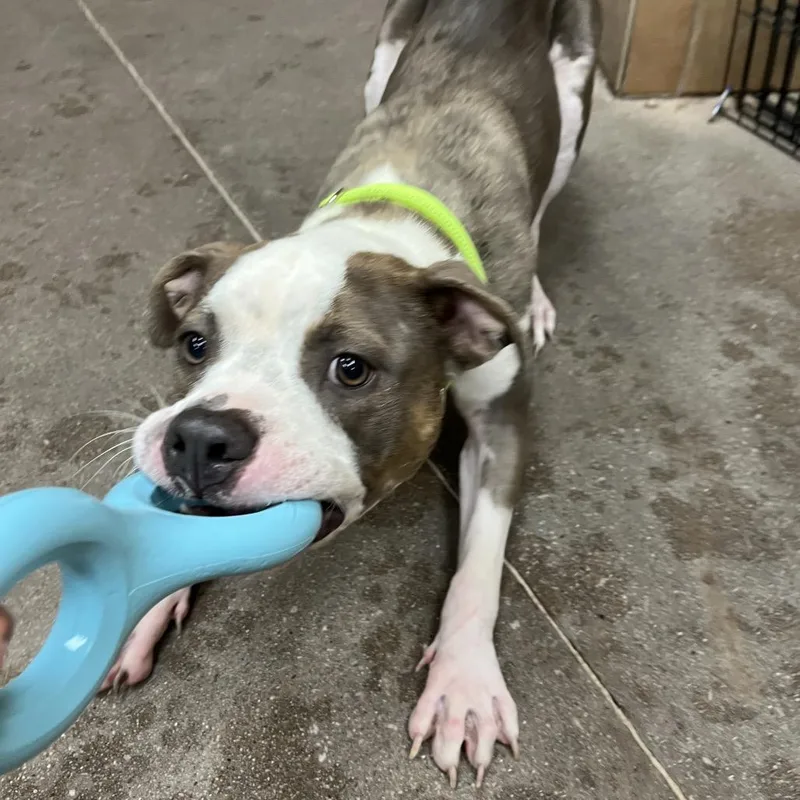 An adult medium-sized female White / Cream Pit Bull Terrier dog named Juliet for adoption in Las Vegas, NV