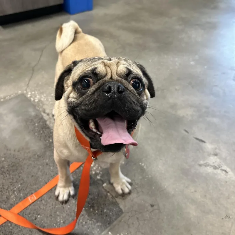 An adult small-sized male Yellow / Tan / Blond / Fawn Pug dog named Oreo for adoption in Tampa, FL