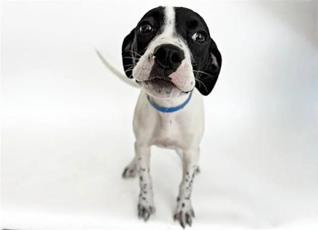 A baby small-sized male Terrier dog named Mervin for adoption in Saint Louis, MO