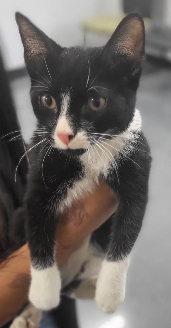 A baby small-sized male Domestic Short Hair cat named Sf  Loki for adoption in Lawrenceville, GA