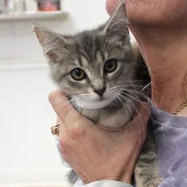 A baby small-sized female Gray / Blue / Silver Domestic Short Hair cat named Raya for adoption in Birmingham, AL