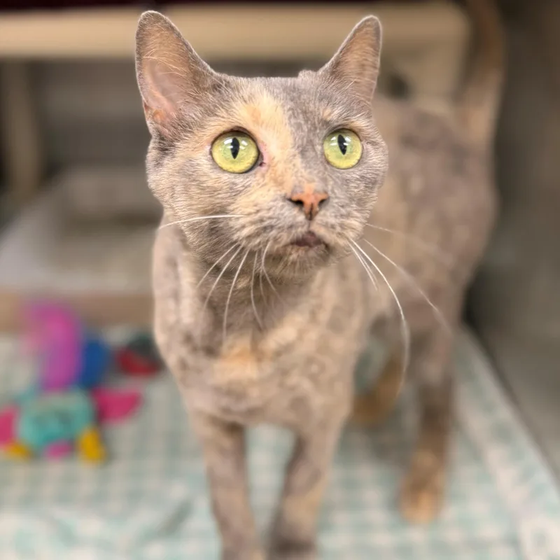 An adult medium-sized female Dilute Tortoiseshell Domestic Short Hair cat named Kathy for adoption in St. Augustine, FL