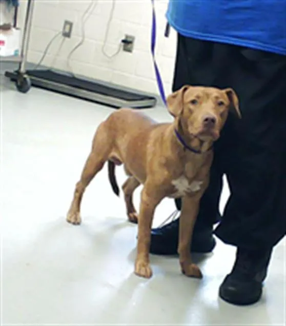 A young medium-sized male Pit Bull Terrier dog named Stefano for adoption in Fayetteville, NC