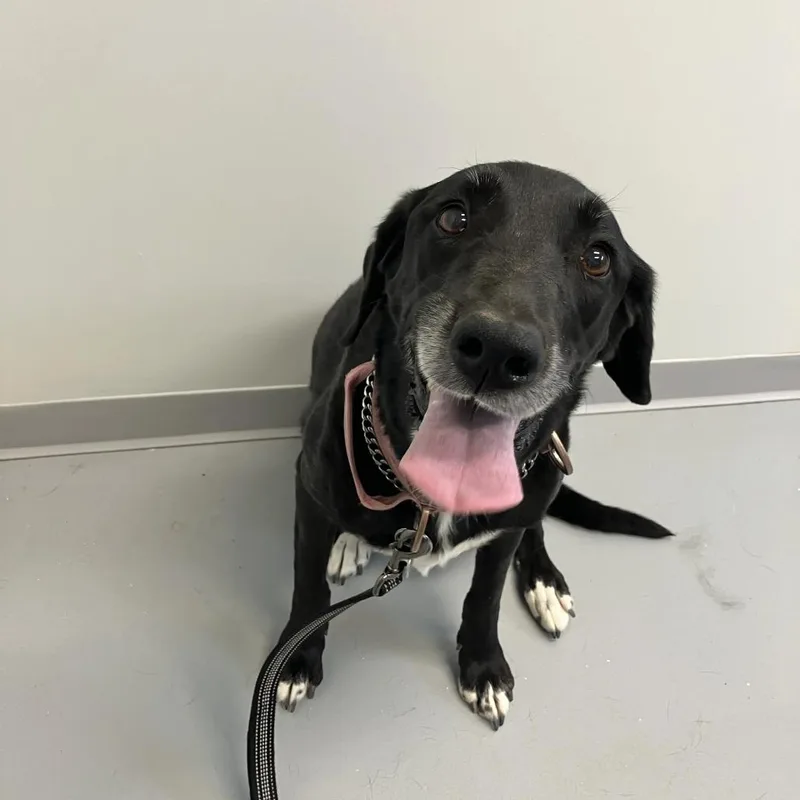 An adult large-sized female Black Labrador Retriever dog named Lucy for adoption in Torrey, UT
