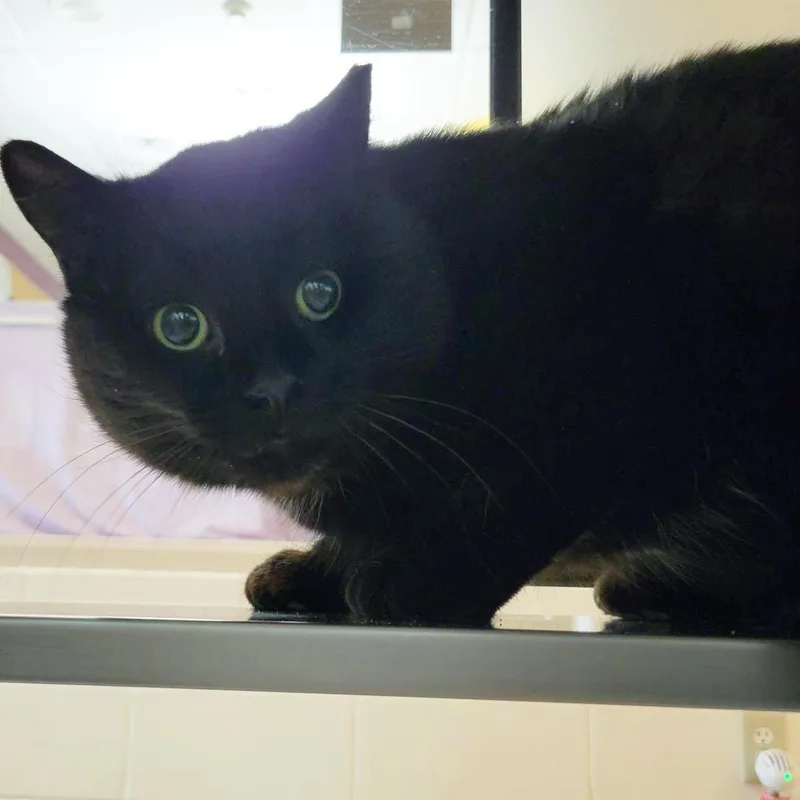 An adult medium-sized male Black Domestic Short Hair cat named Maple Syrup for adoption in Plover, WI