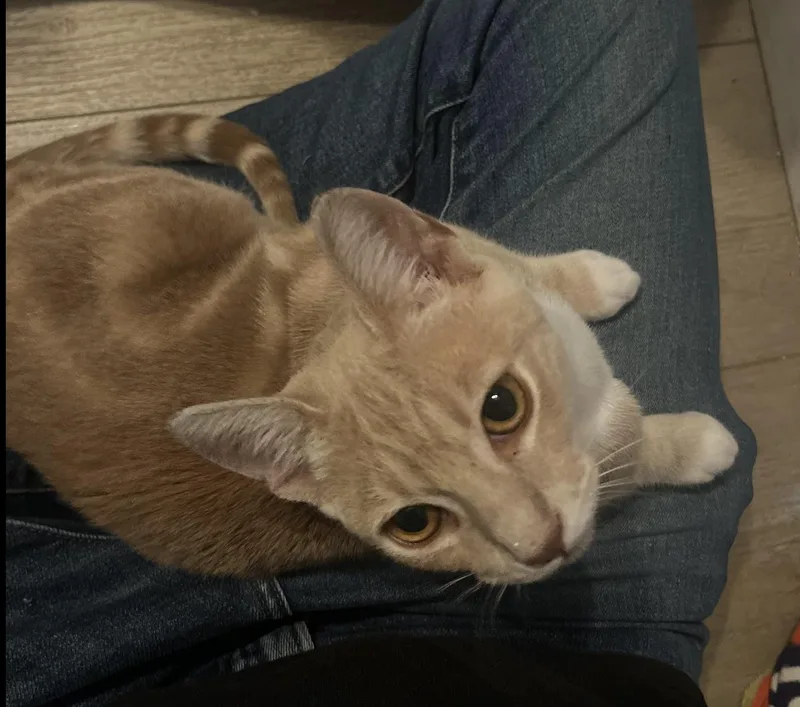 A young medium-sized male Orange / Red Domestic Short Hair cat named Blondie for adoption in Los Angeles, CA