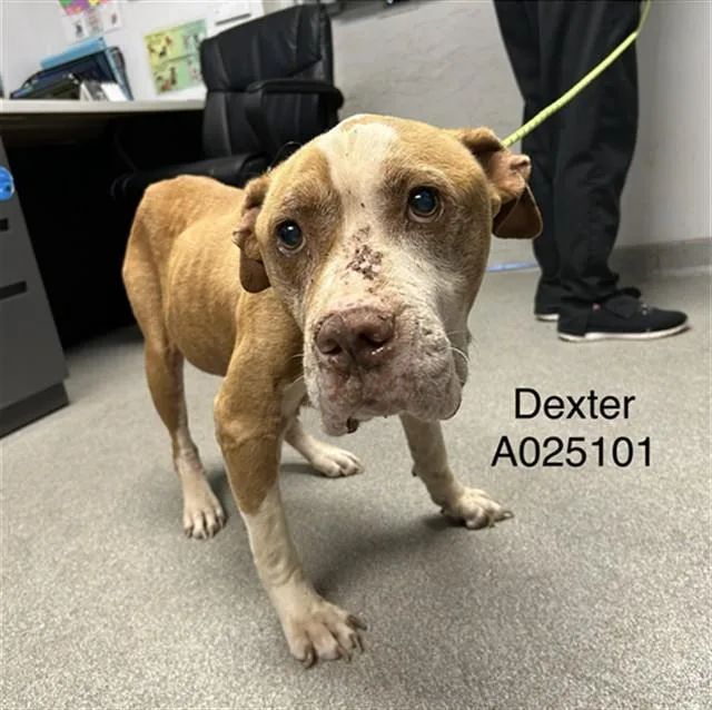 A senior large-sized male American Staffordshire Terrier dog named Dexter for adoption in Lincolnton, NC