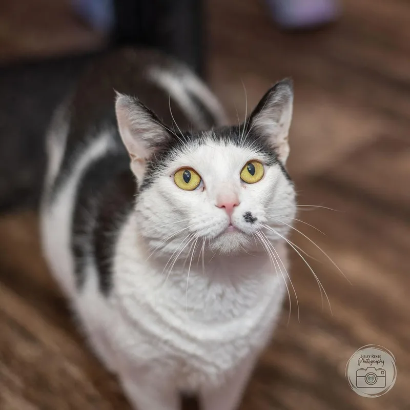 An adult medium-sized female Black & White / Tuxedo Domestic Short Hair cat named Mona for adoption in Blairsville, PA