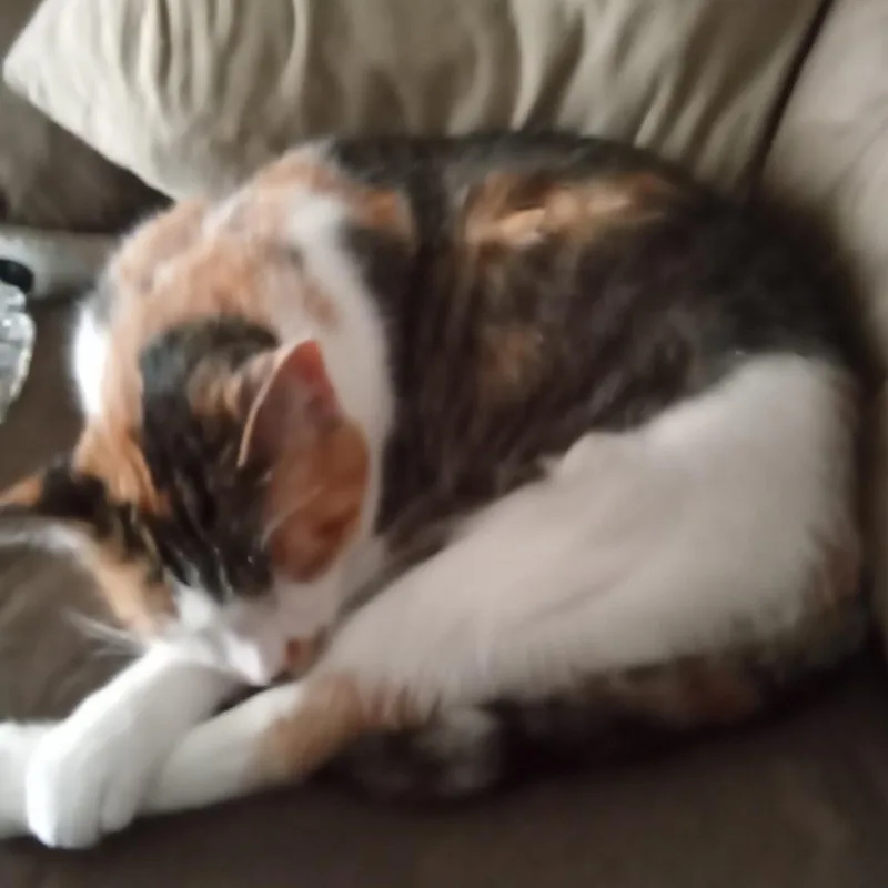 An adult small-sized female Calico Domestic Short Hair cat named April for adoption in Winston Salem, NC