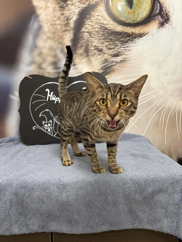 A young medium-sized male Brown / Chocolate Domestic Short Hair cat named Ruddie for adoption in Deland, FL