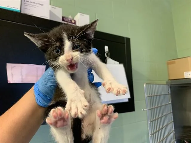 A baby small-sized male Domestic Short Hair cat named Michael for adoption in Grand Prairie, TX