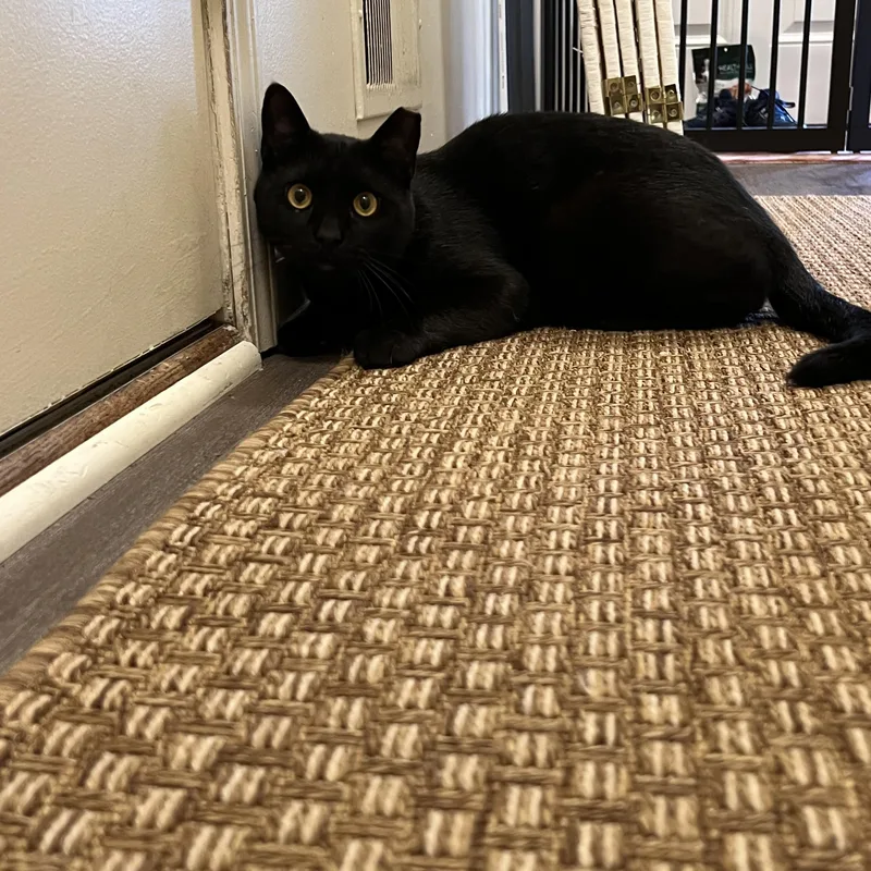 An adult medium-sized male Domestic Short Hair cat named Lance for adoption in Honeoye, NY