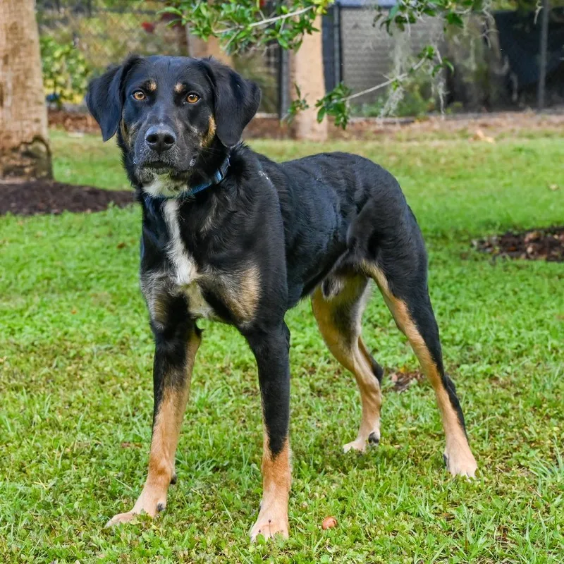 An adult large-sized male Black Mixed Breed dog named Bartholomew for adoption in Sarasota, FL