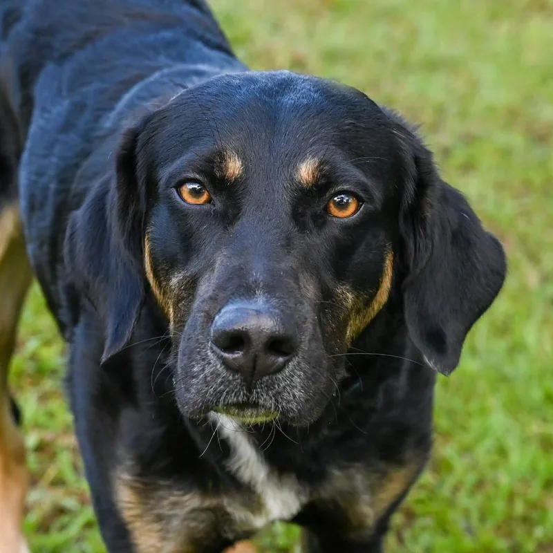 Bartholomew thumbnail 3