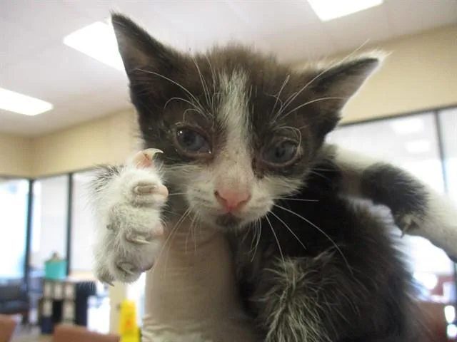 A baby small-sized male Domestic Short Hair cat named Sprout for adoption in Ocala, FL