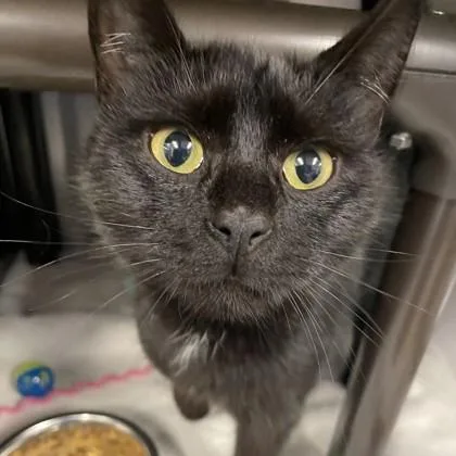 An adult medium-sized female Domestic Short Hair cat named Relish for adoption in Voorhees, NJ