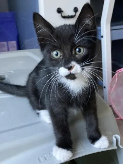 A baby small-sized male Domestic Long Hair cat named Louis for adoption in Sacramento, CA