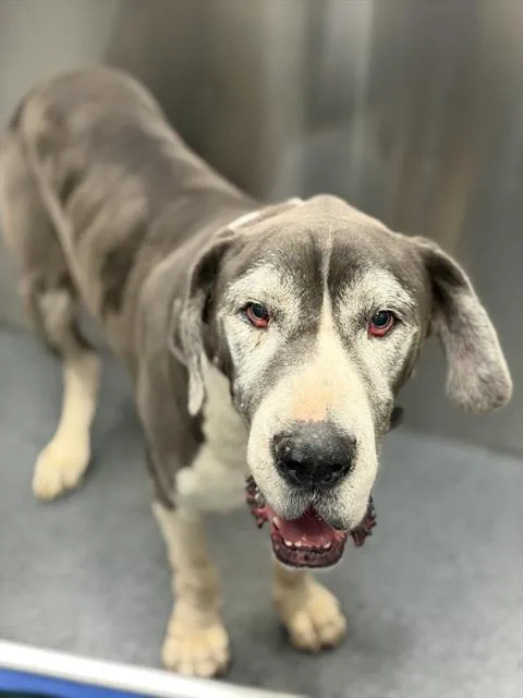 A senior extra large-sized male Mixed Breed dog named Goosey for adoption in Dallas, TX