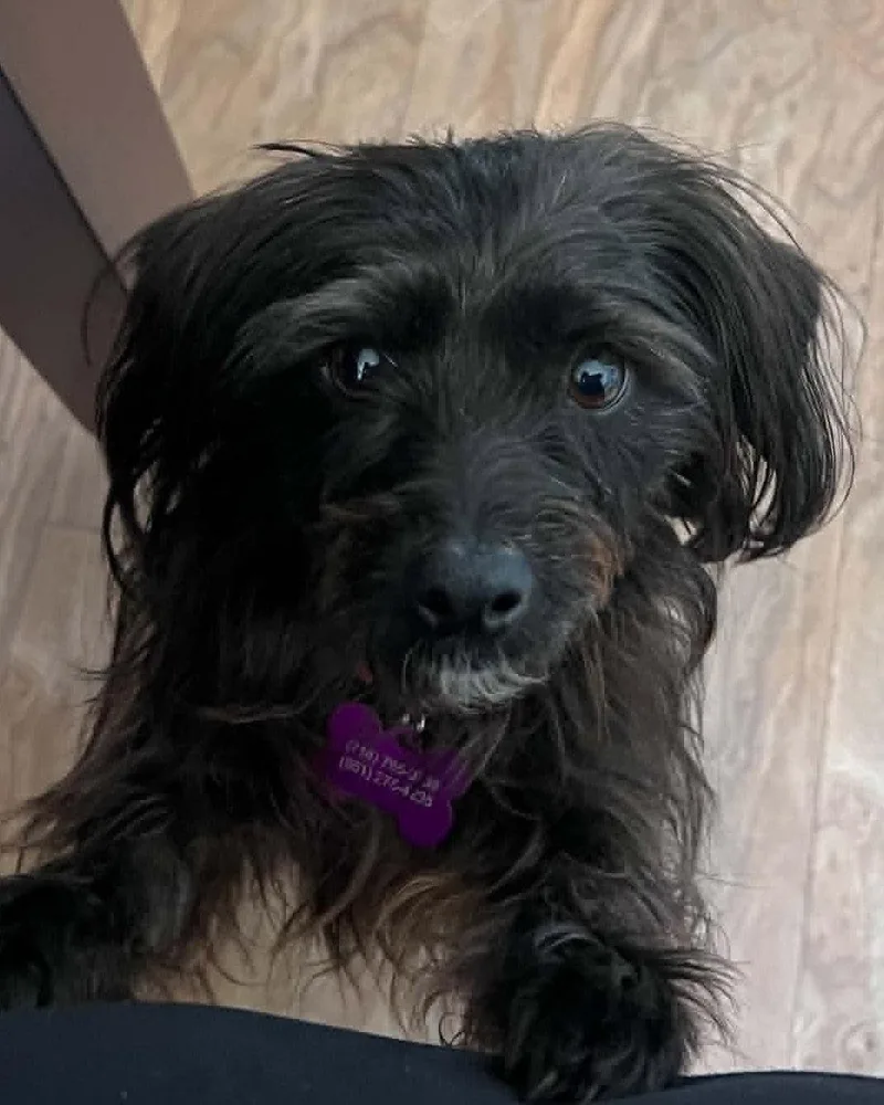 An adult small-sized female Terrier dog named Rumor for adoption in Corona, CA