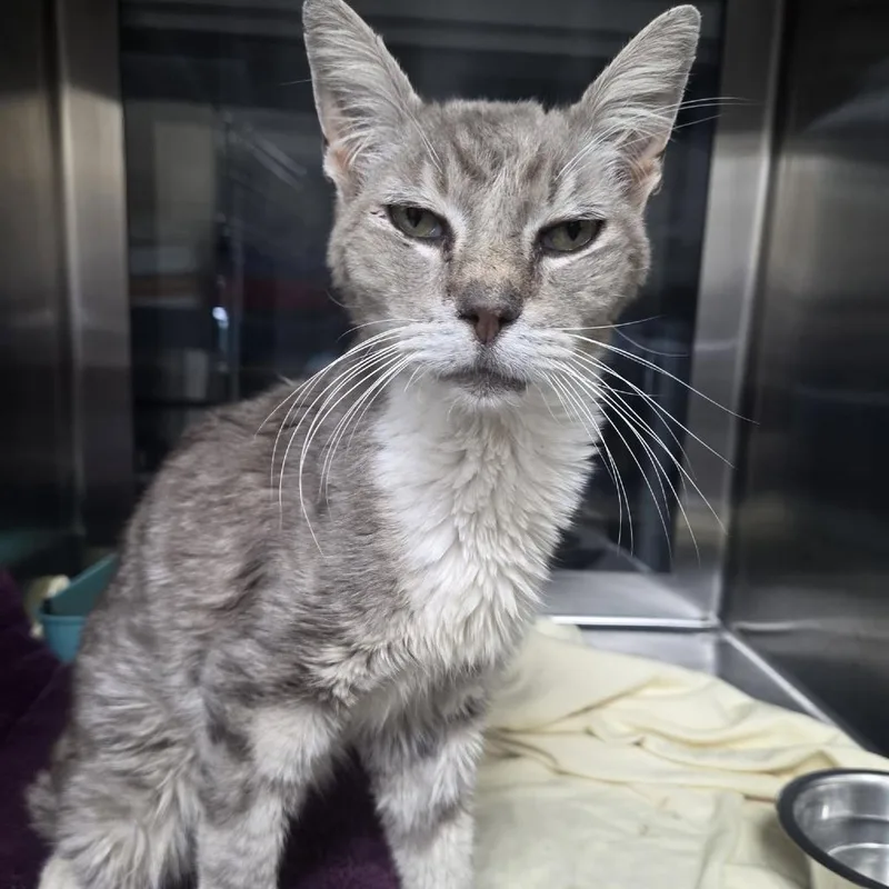 A senior medium-sized male Gray / Blue / Silver Domestic Short Hair cat named Spuchbawp for adoption in Austin, TX
