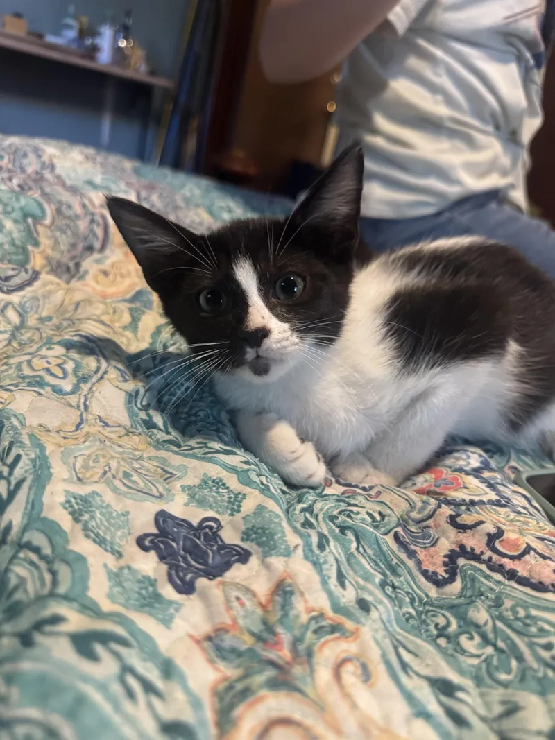 A baby medium-sized male Black & White / Tuxedo Domestic Short Hair cat named Tank for adoption in Liverpool, TX