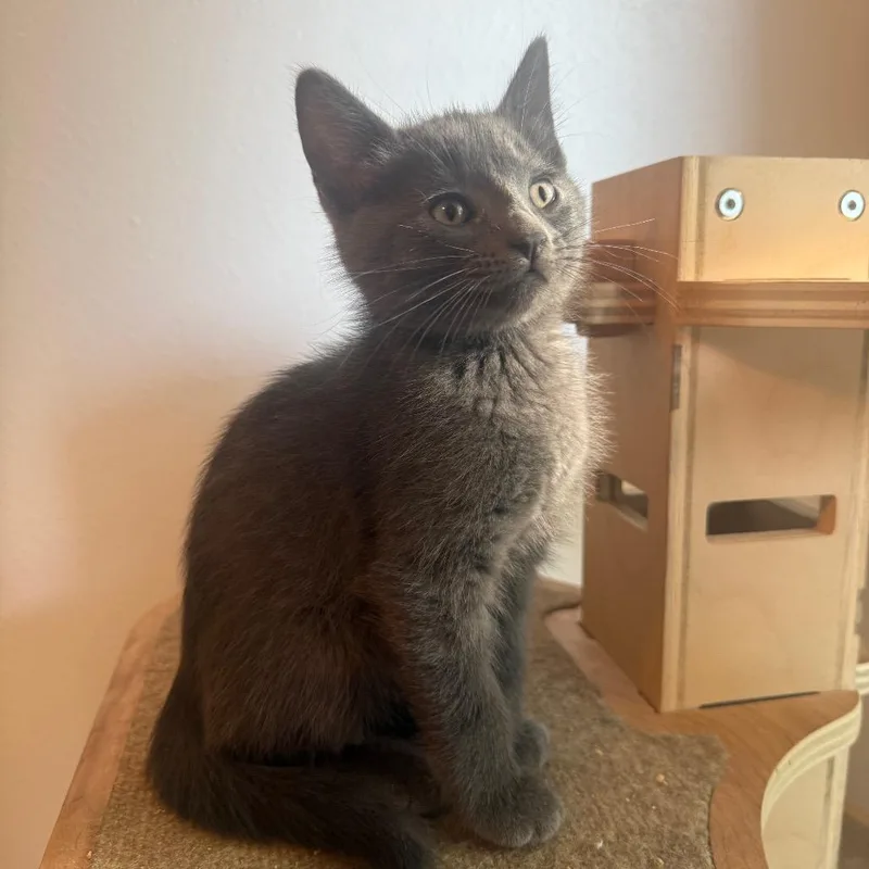 A baby medium-sized male Gray / Blue / Silver Domestic Short Hair cat named Ash Ketchum for adoption in Bismarck, ND