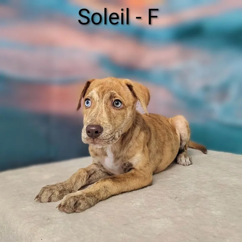 Soleil thumbnail 2