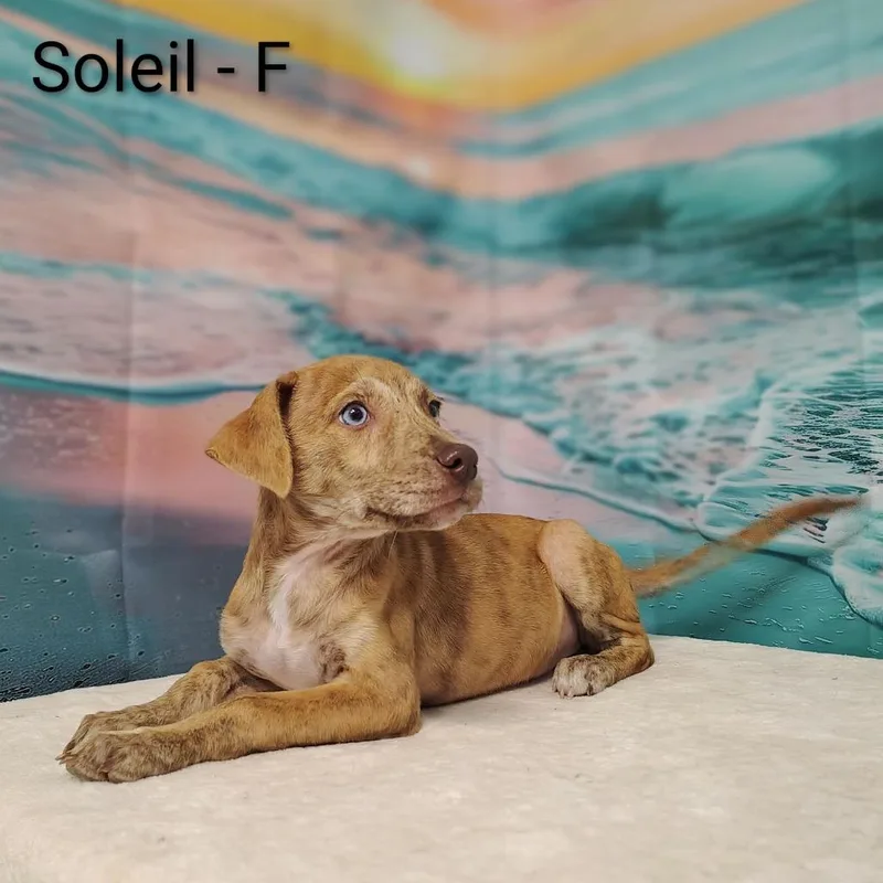 Soleil thumbnail 3