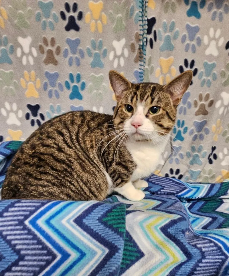 A young medium-sized male Domestic Short Hair cat named Pebbles Stone for adoption in Wabash, IN