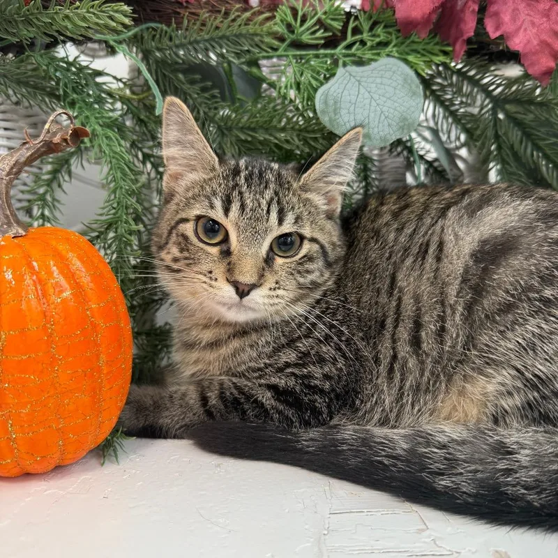 A baby small-sized male Brown / Chocolate Domestic Short Hair cat named Facaccia Limon for adoption in Eaton Rapids, MI