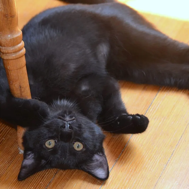A young medium-sized male Black Domestic Short Hair cat named Apollo and Gemini for adoption in West Orange, NJ