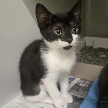 A baby medium-sized female Black & White / Tuxedo Domestic Short Hair cat named Bubblicious for adoption in Phoenixville, PA