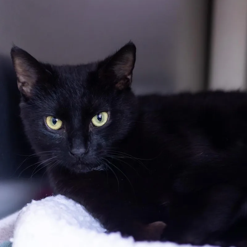 A young medium-sized female Black Domestic Short Hair cat named Cuervo for adoption in Wilmington, DE