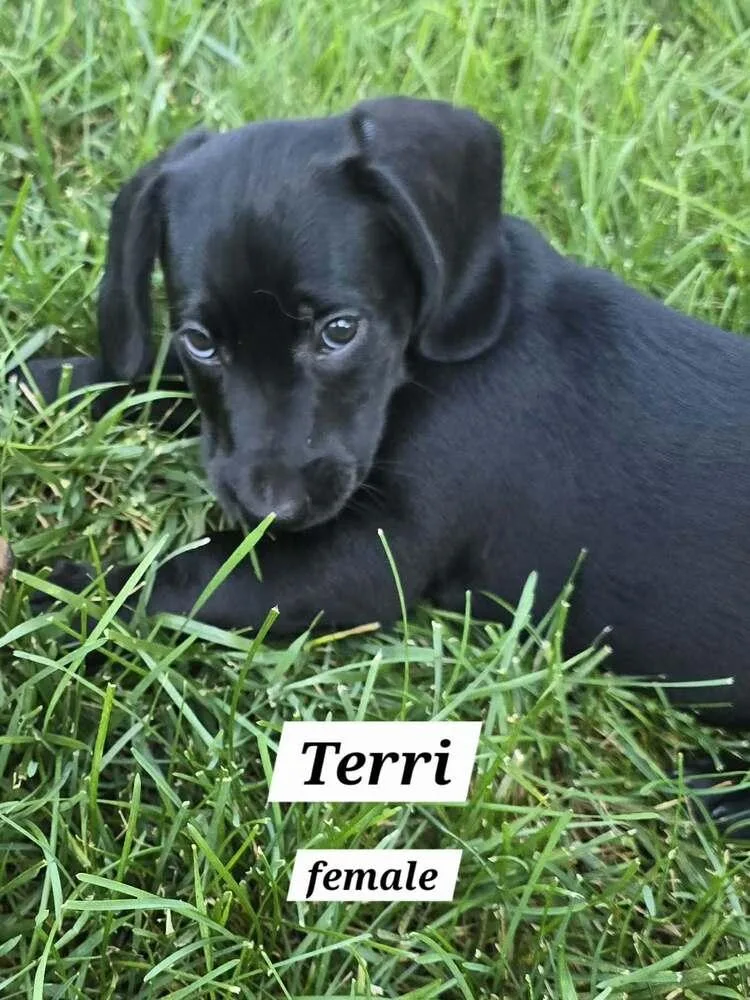 Terri