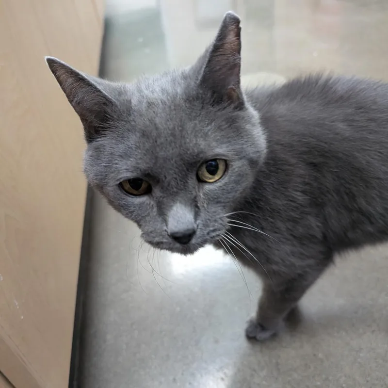 A senior medium-sized male Gray / Blue / Silver Domestic Short Hair cat named Siren for adoption in Reno, NV