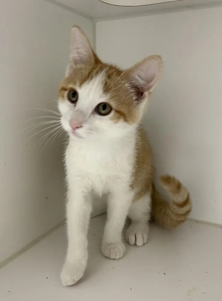 A baby small-sized male Orange & White Domestic Short Hair cat named Whitey for adoption in Rochester, IN