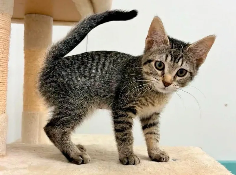 A baby small-sized female Domestic Short Hair cat named Mokie for adoption in South Bend, IN